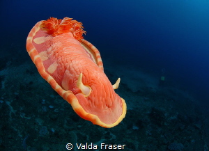 A Spanish Dancer treating me to its graceful dance. by Valda Fraser 